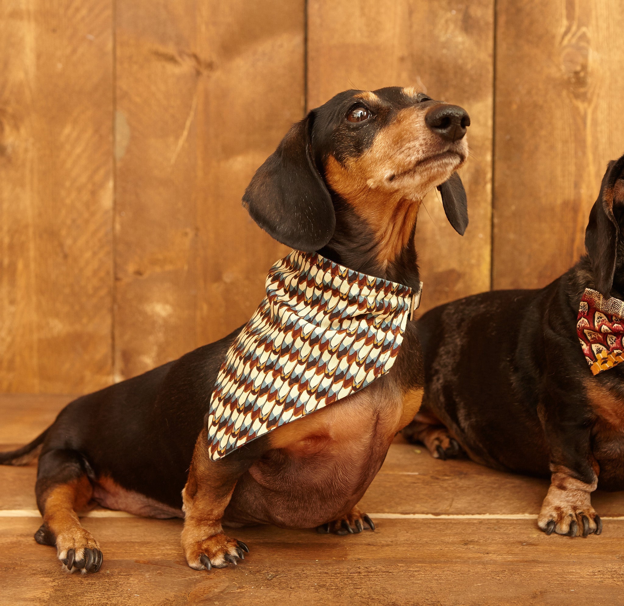 Dog Bandana - Marbled/Ruffled Feathers - Palava