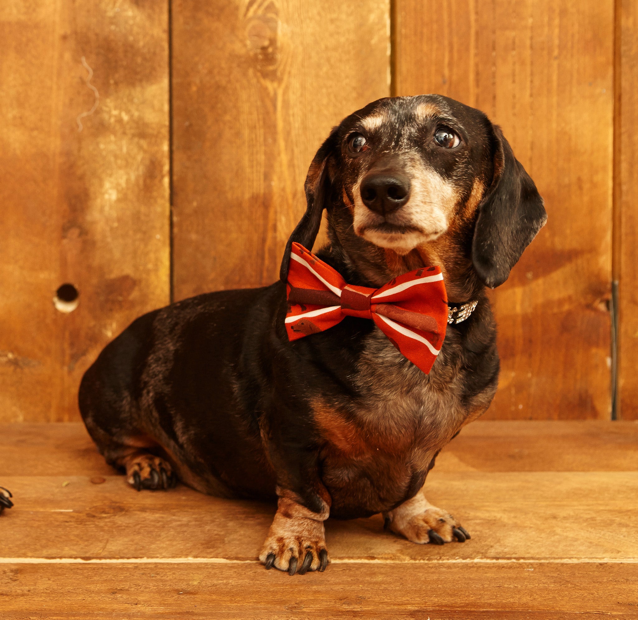 Rust Adjustable Dog Bow Tie | 100% Tencel | Palava UK