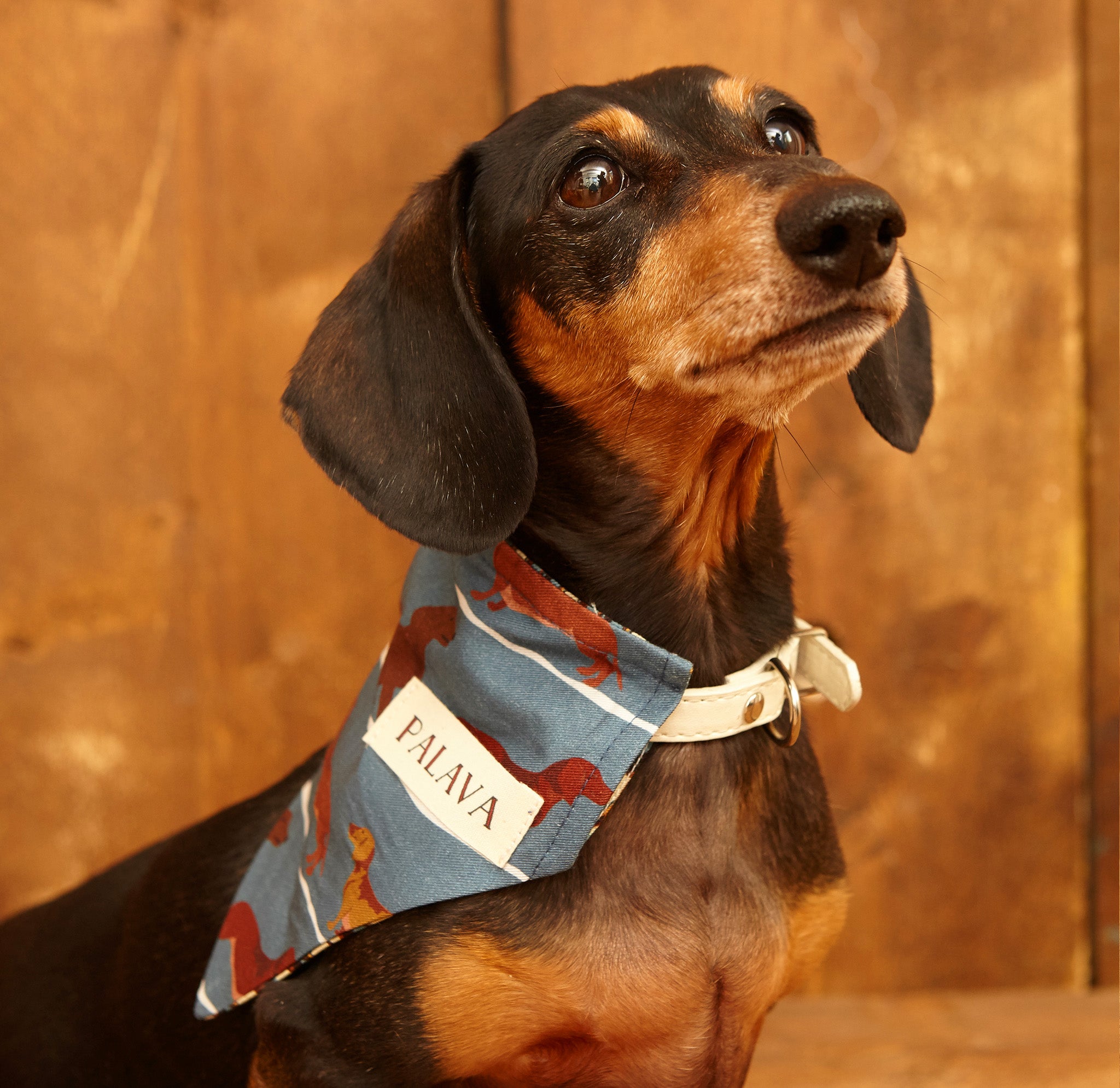 Dog Bandana - Steel Blue Sausage Dog - Palava