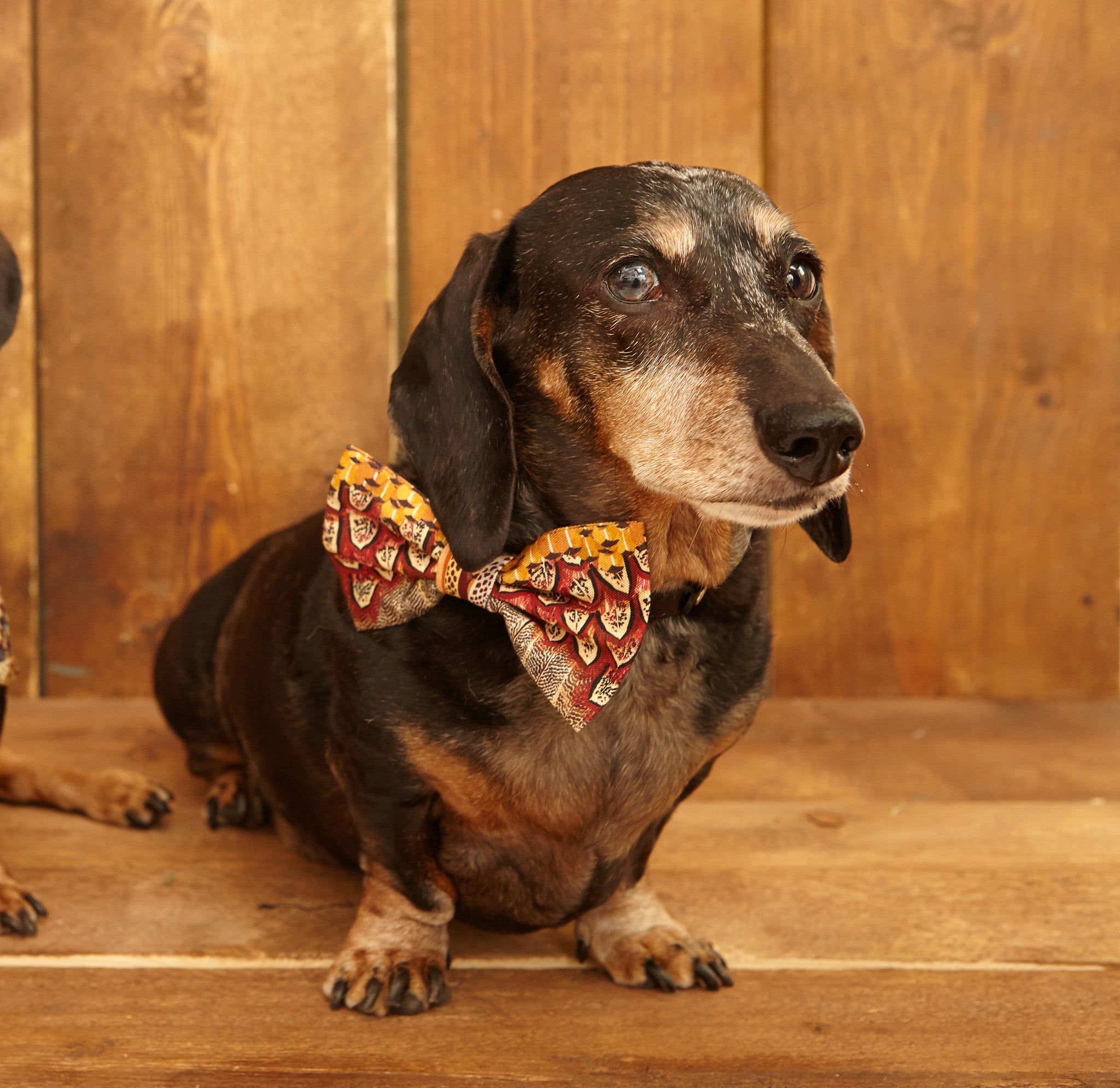 Dog Bow Tie - Ruffled Feathers - Palava