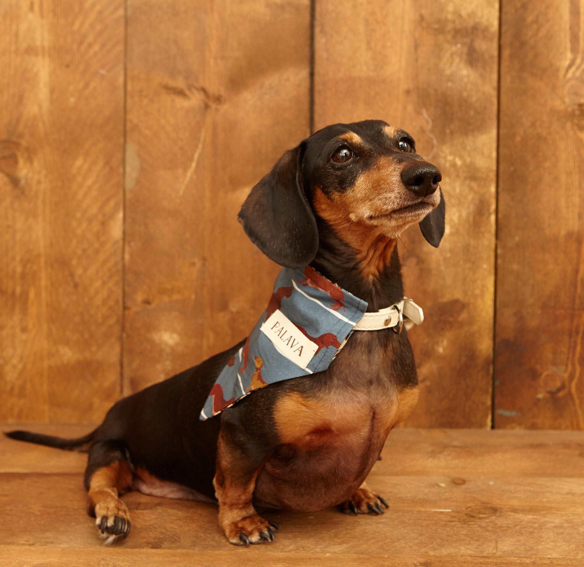 Dog Bandana - Steel Blue Sausage Dog - Palava