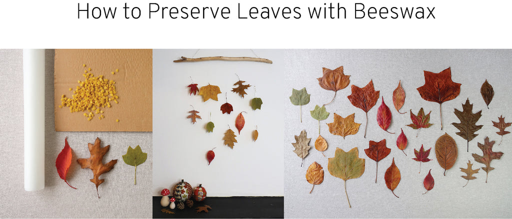 How to Preserve Leaves in Beeswax