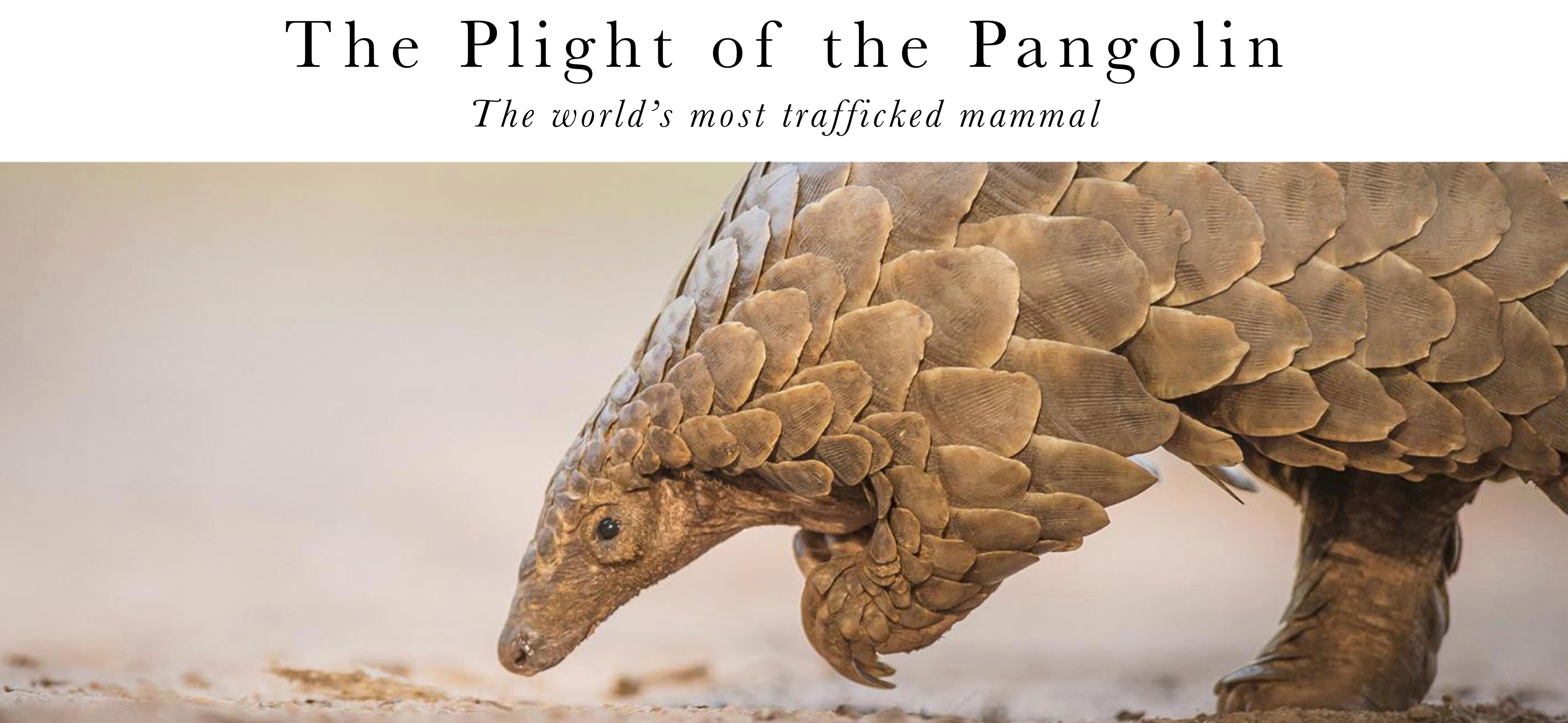 The Plight of the Pangolin
