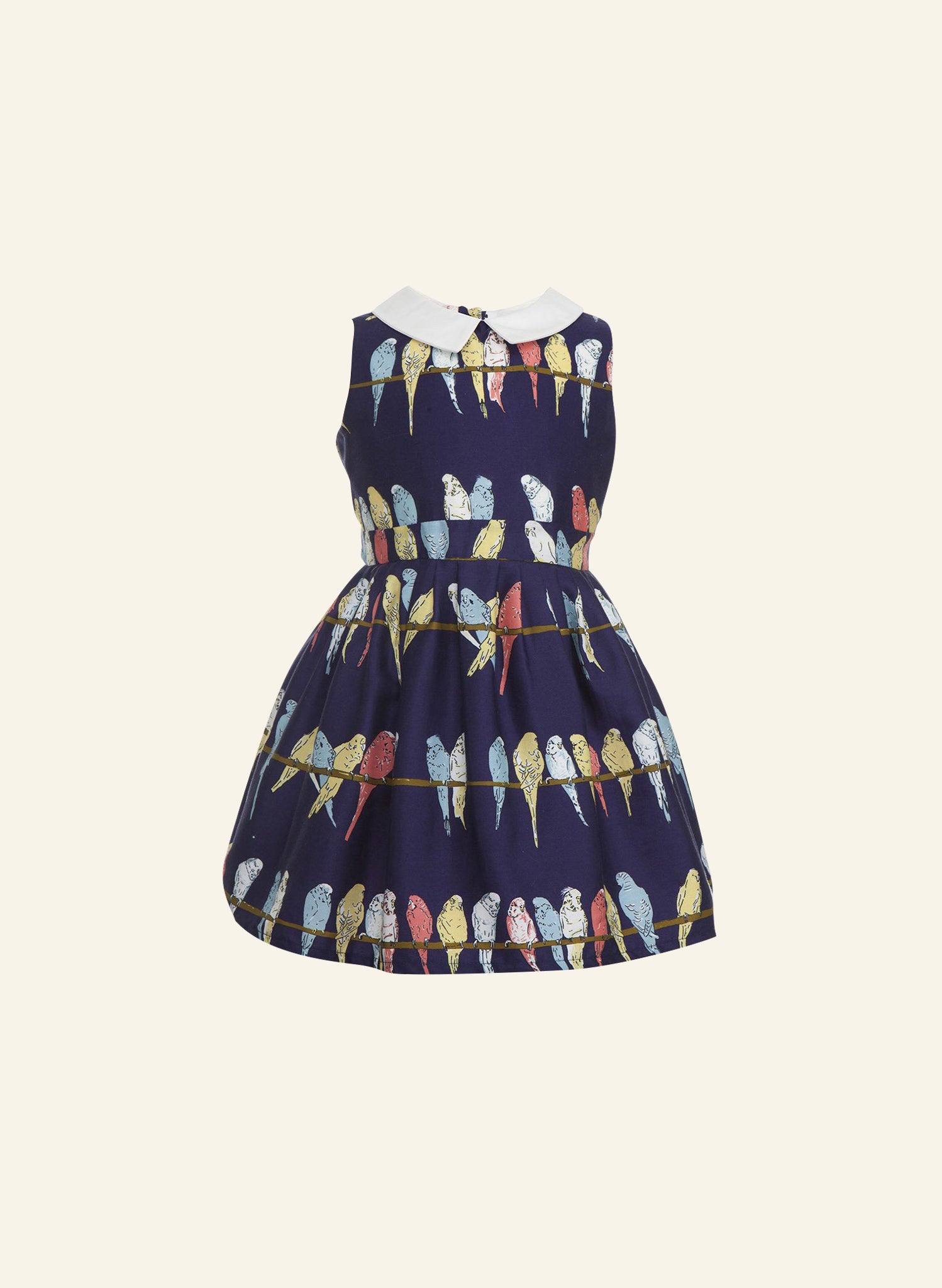 Penny - Navy Budgies