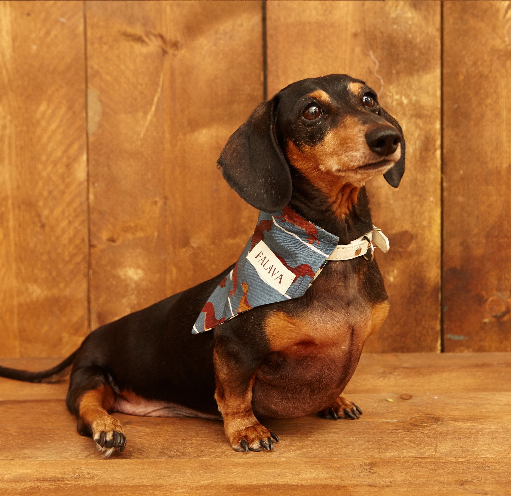 Dog Bandana - Steel Blue Sausage Dog - Palava